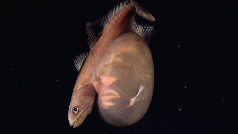 Peixe de tons acastanhados com barriga grande e arredondada, em fundo escuro com pequenas partículas na água.