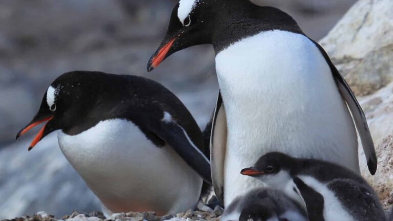 Dois pinguins adultos de bico laranja e um filhote cinza em primeiro plano, sobre pedras e cascalho, na natureza.