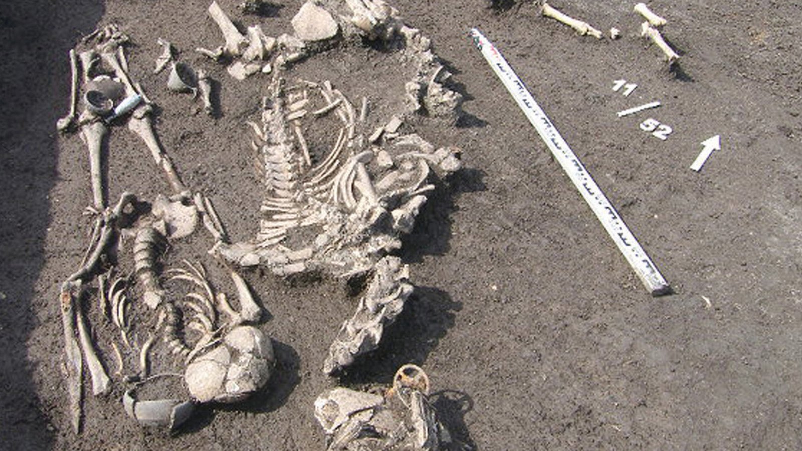 Esqueletos parcialmente expostos no solo escuro de uma escavação, com uma régua e marcações numéricas ao lado.